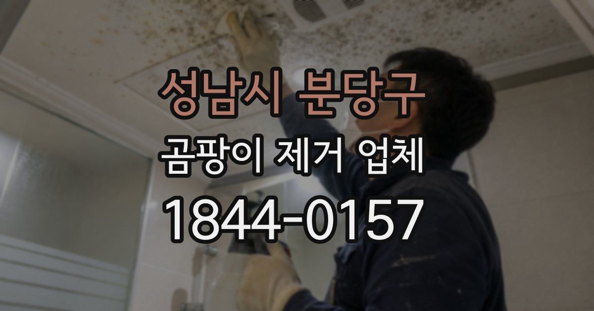 성남시 분당구 곰팡이 제거 업체