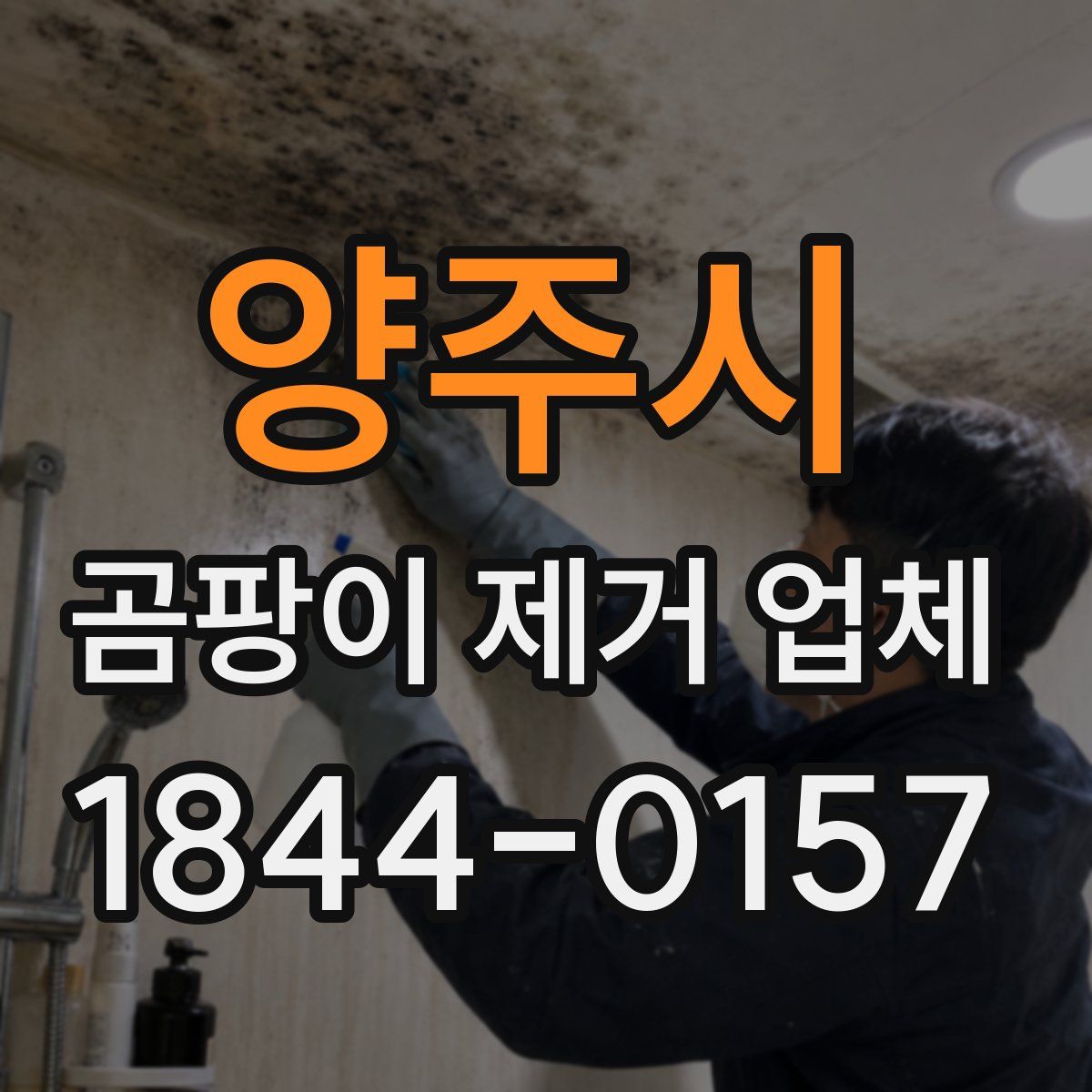 양주시 곰팡이 제거 업체