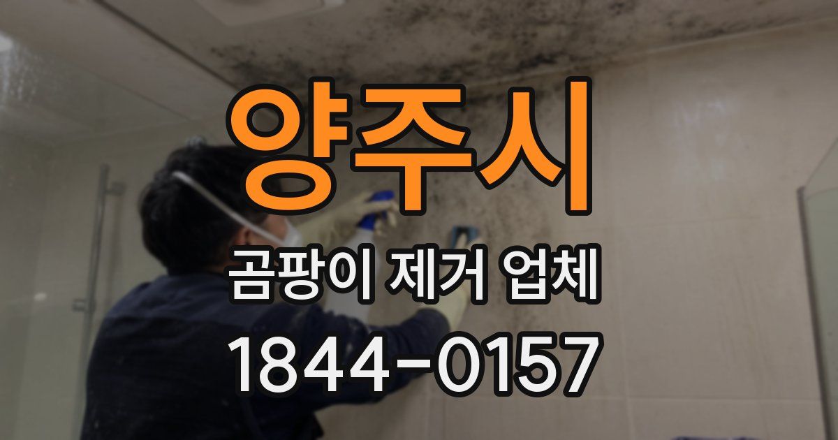 양주시 곰팡이 제거 업체