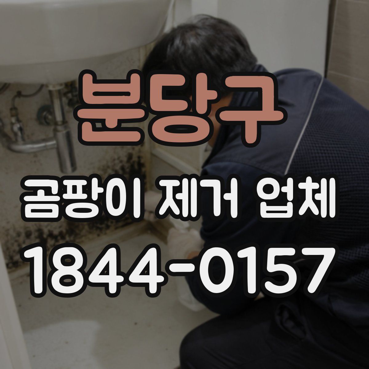 분당구 곰팡이 제거 업체