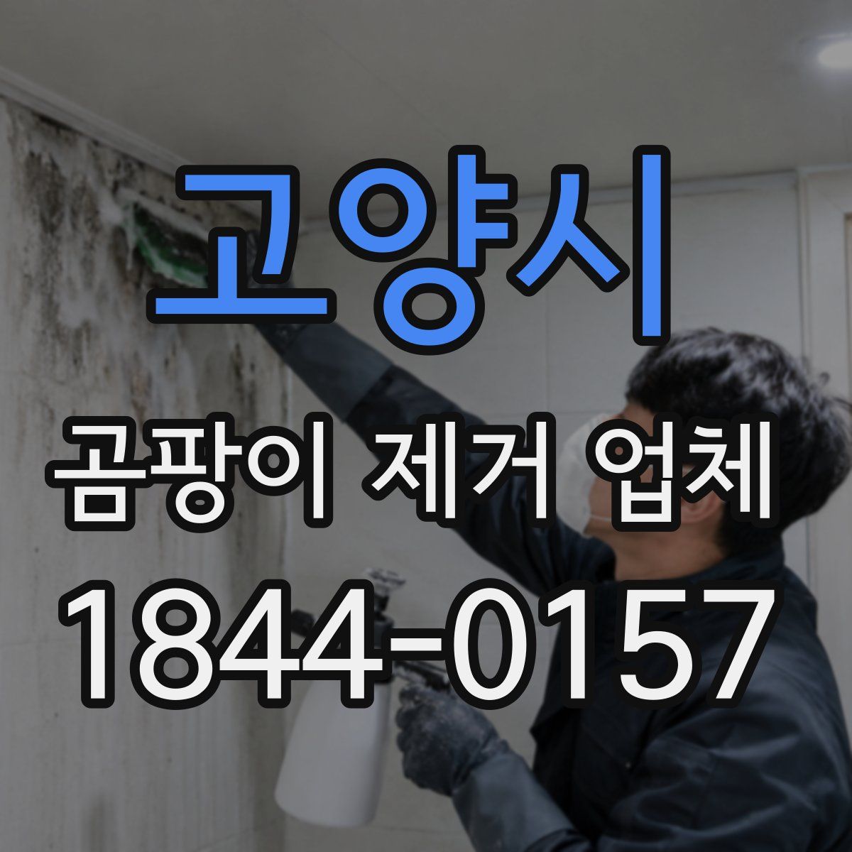 고양시 곰팡이 제거 업체
