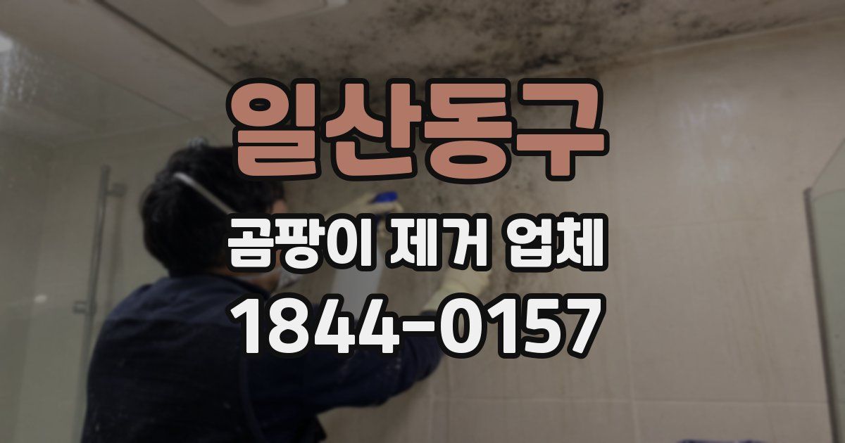 일산동구 곰팡이 제거 업체