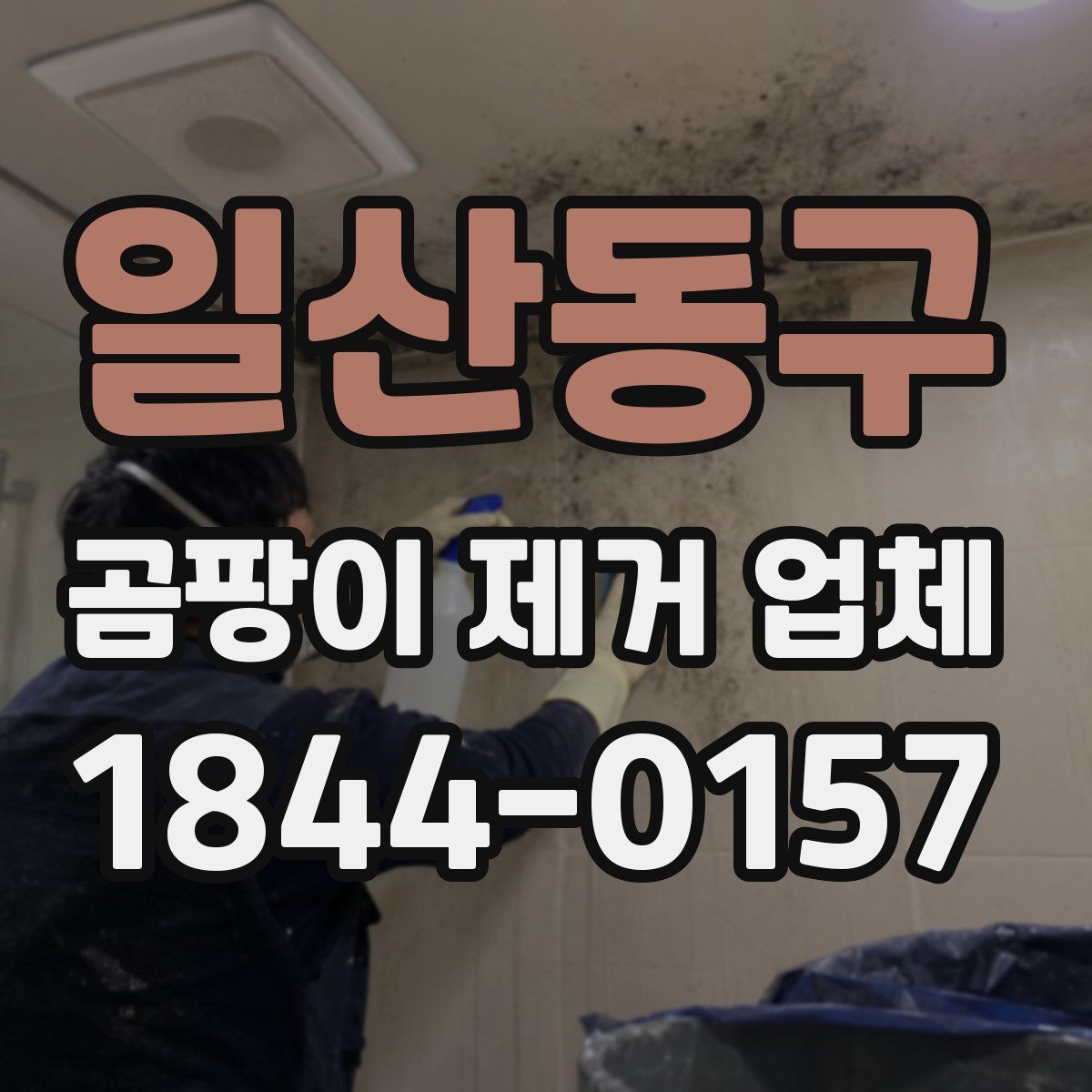 일산동구 곰팡이 제거 업체