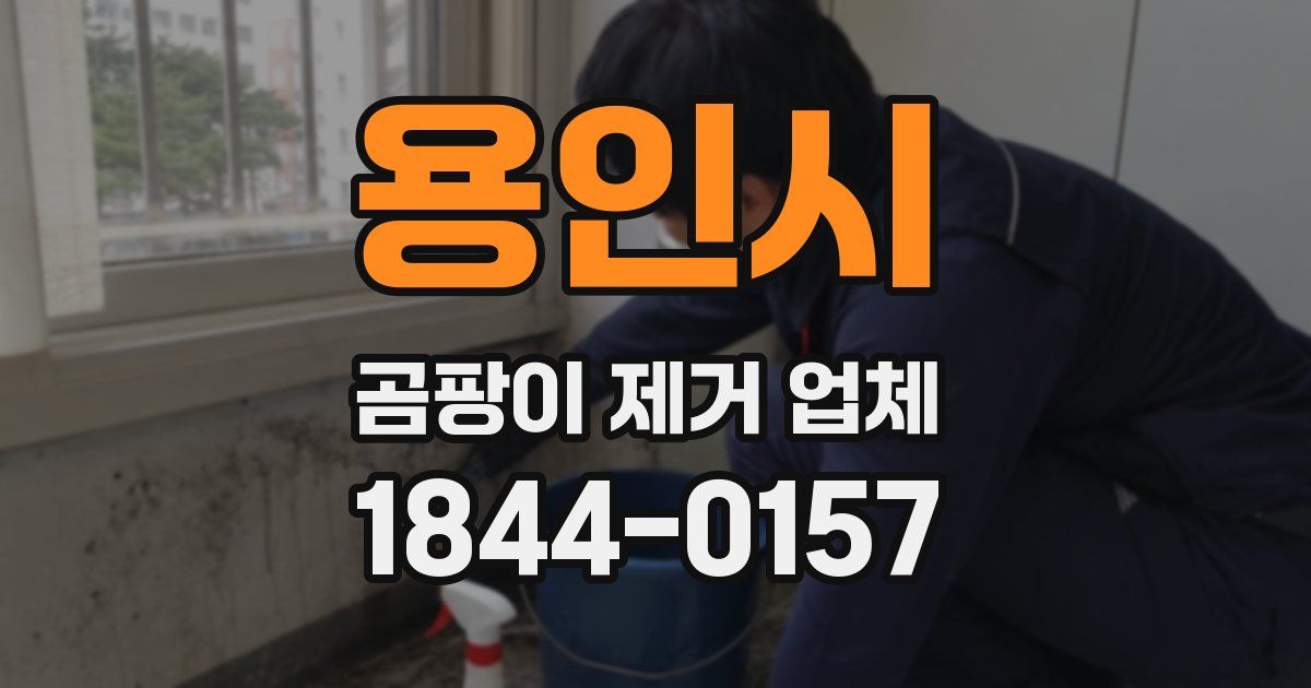 용인시 곰팡이 제거 업체