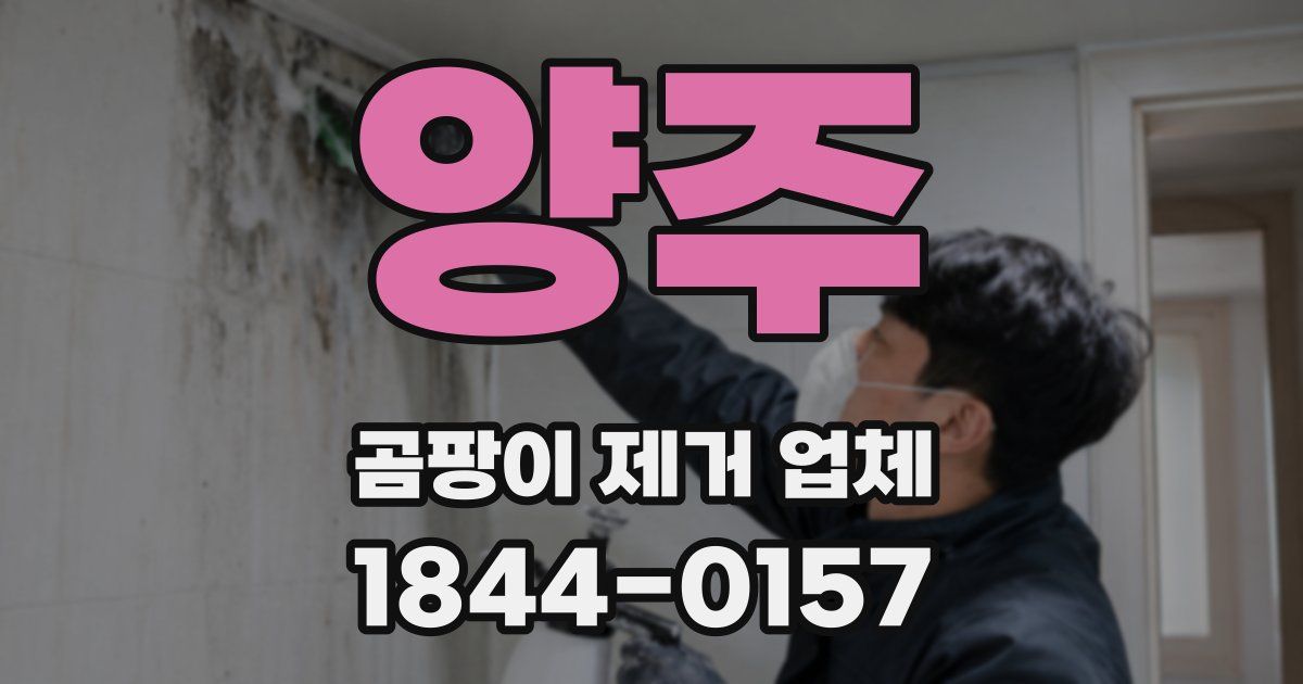 양주 곰팡이 제거 업체