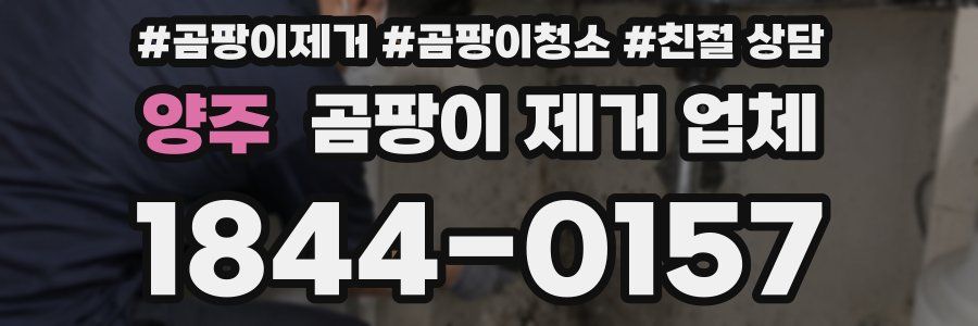 양주 곰팡이 제거 업체