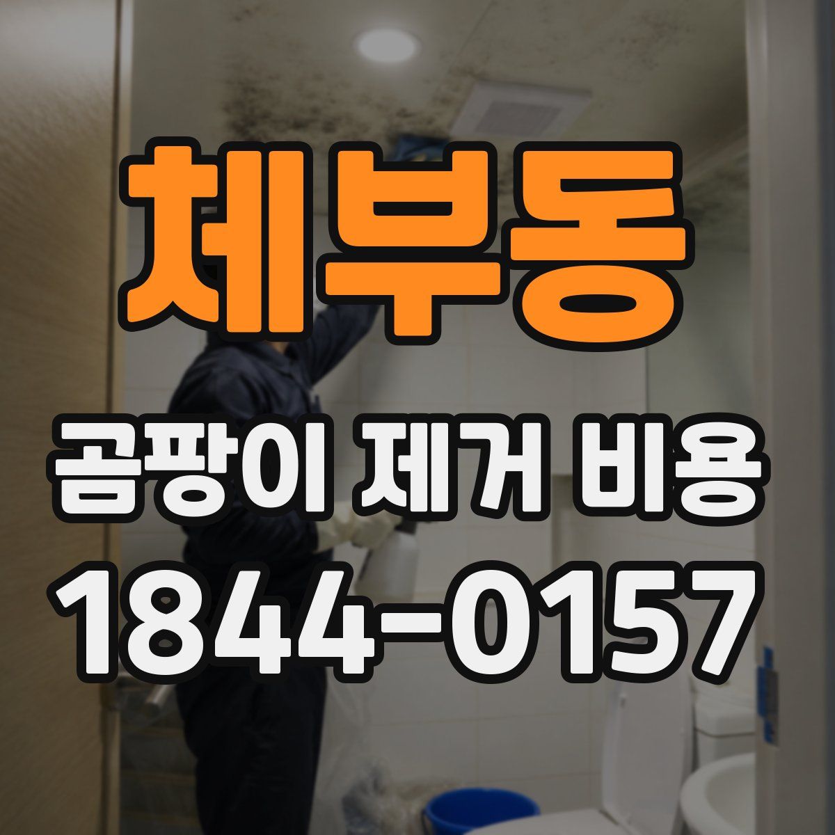 체부동 곰팡이 제거 비용