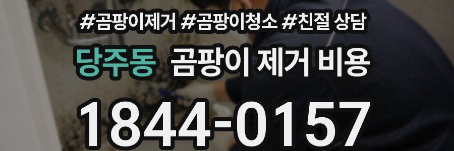 당주동 곰팡이 제거 비용