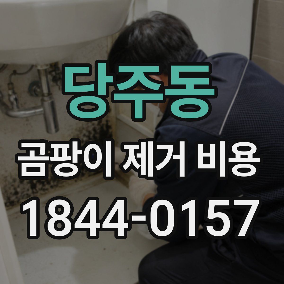 당주동 곰팡이 제거 비용
