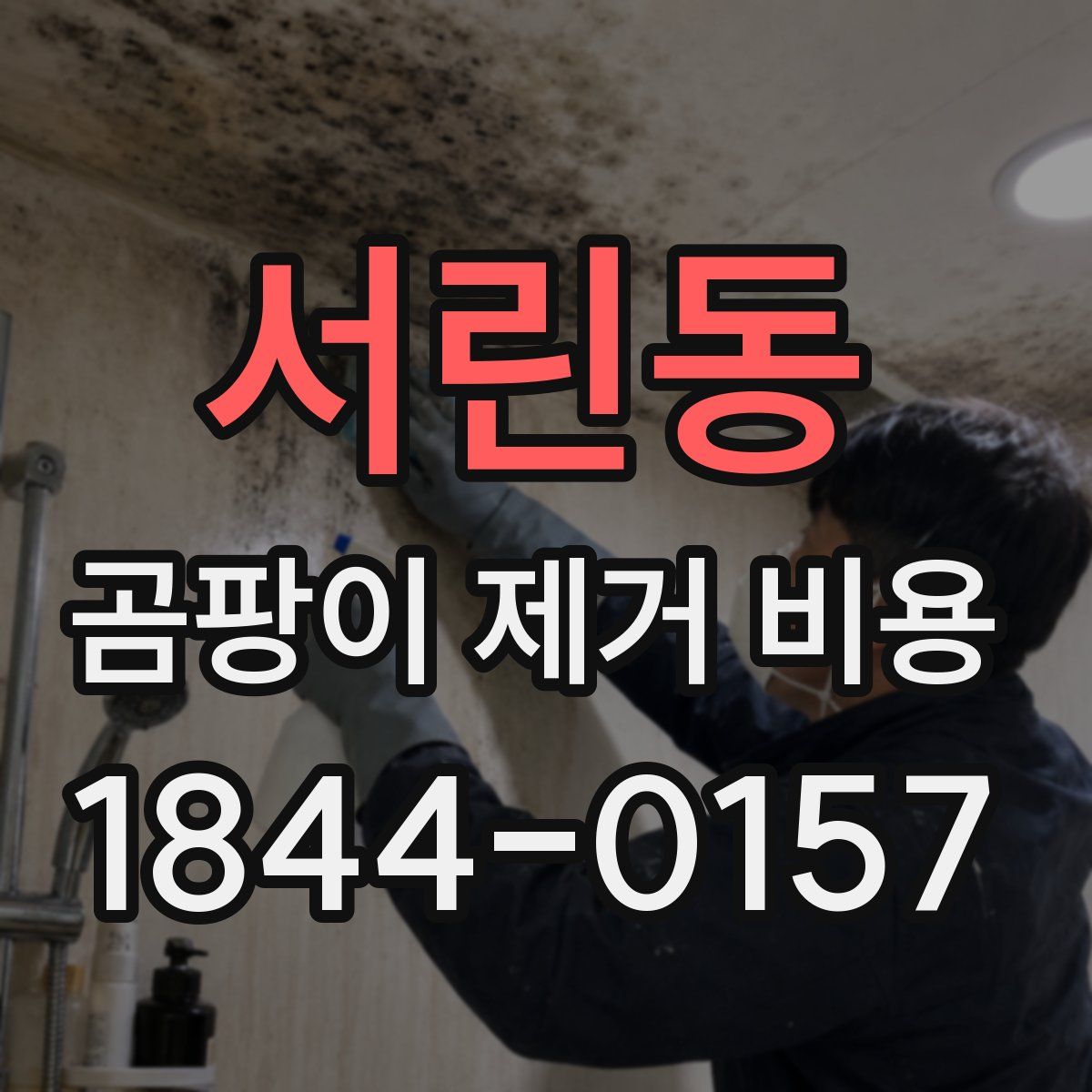 서린동 곰팡이 제거 비용