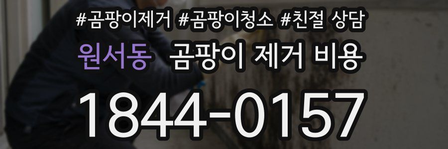 원서동 곰팡이 제거 비용