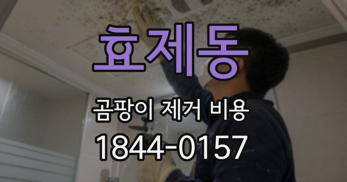 효제동 곰팡이 제거 비용