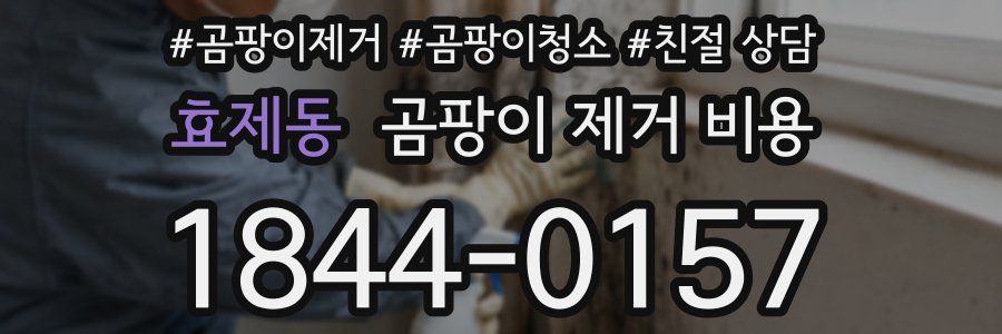 효제동 곰팡이 제거 비용
