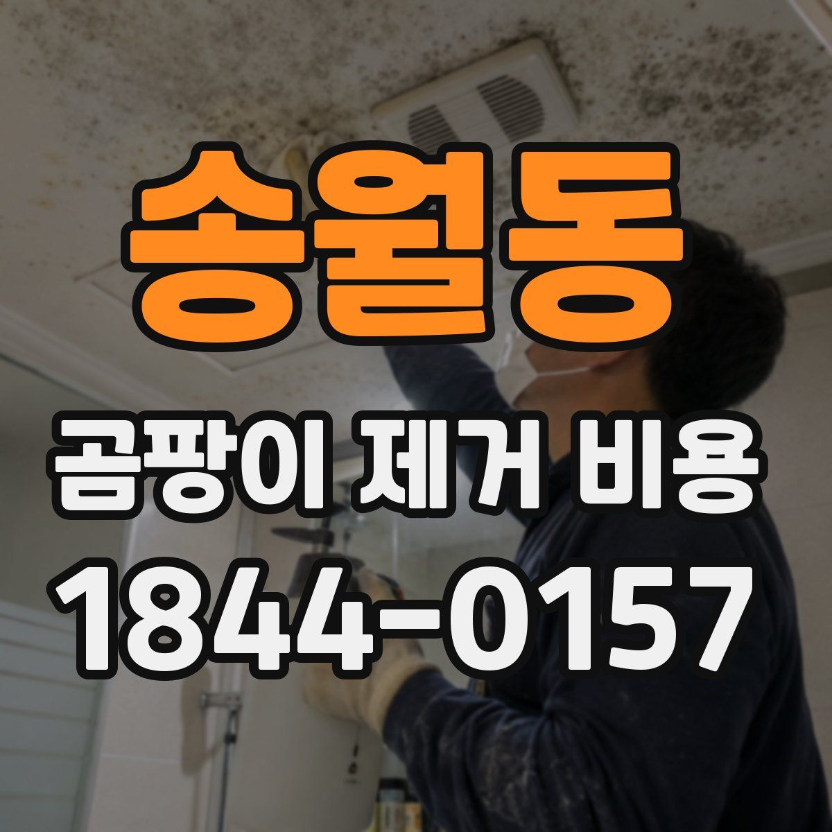 송월동 곰팡이 제거 비용