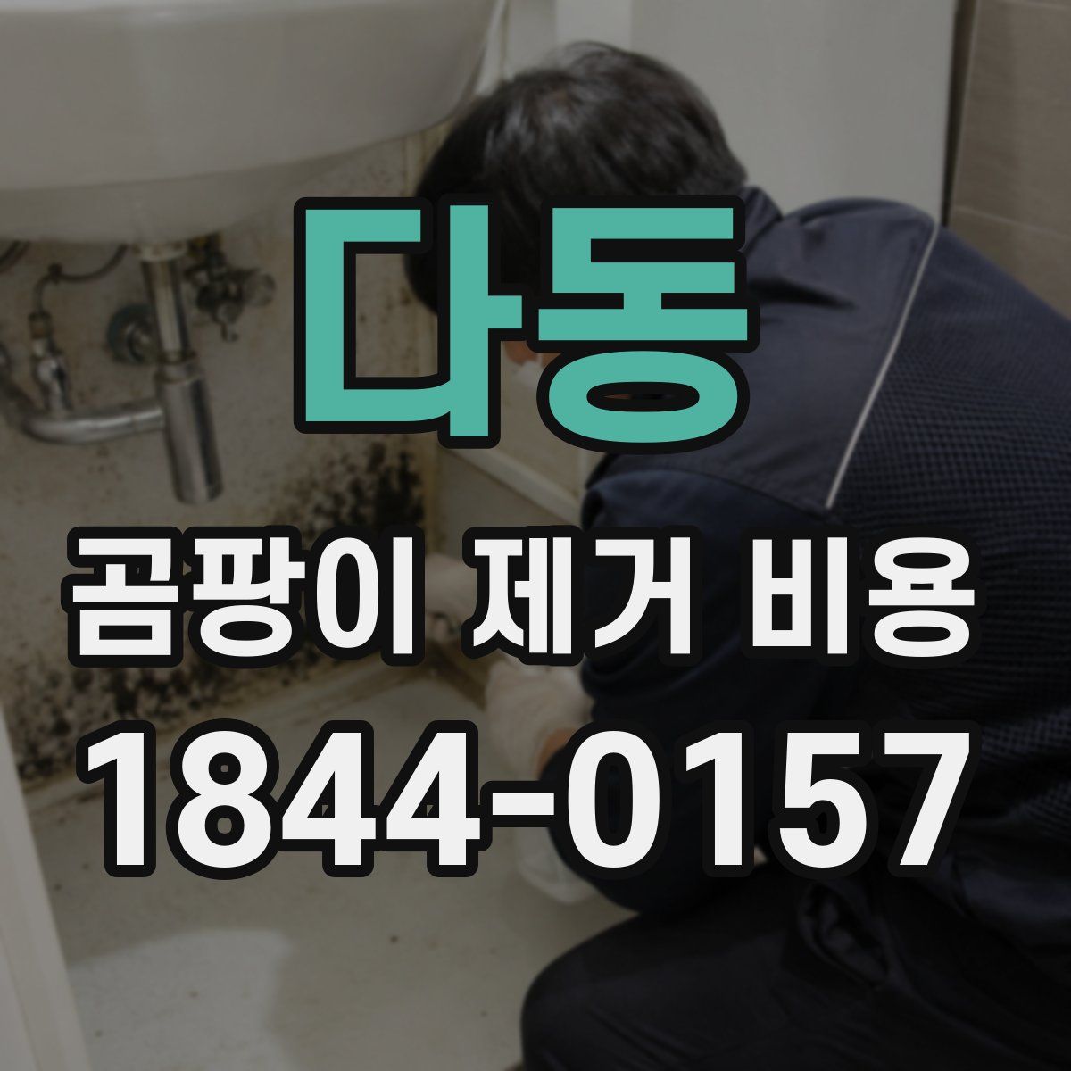 다동 곰팡이 제거 비용