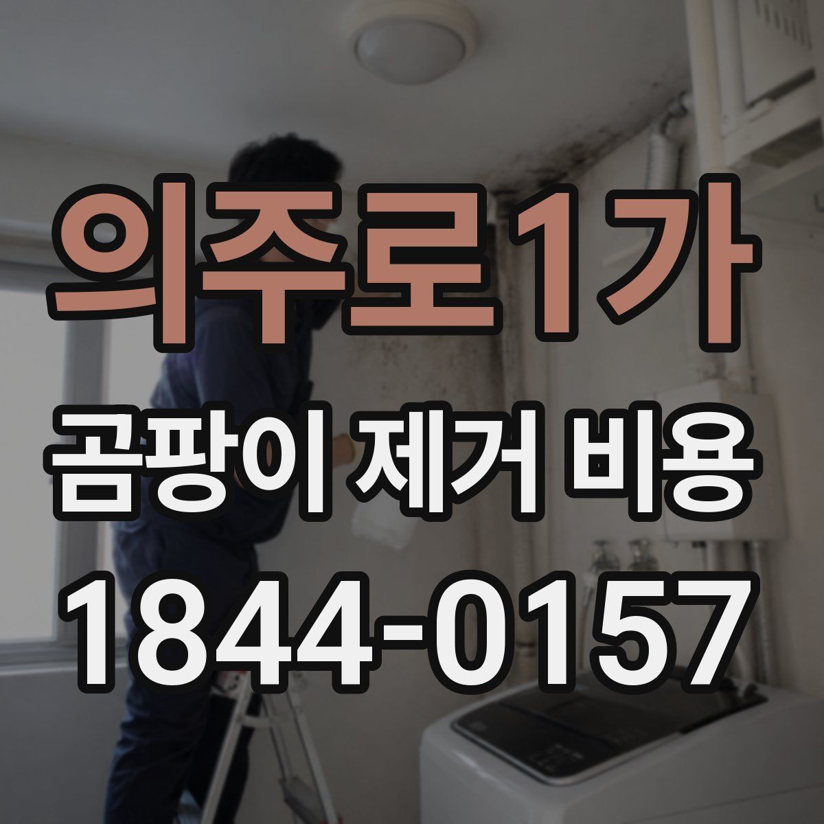 의주로1가 곰팡이 제거 비용