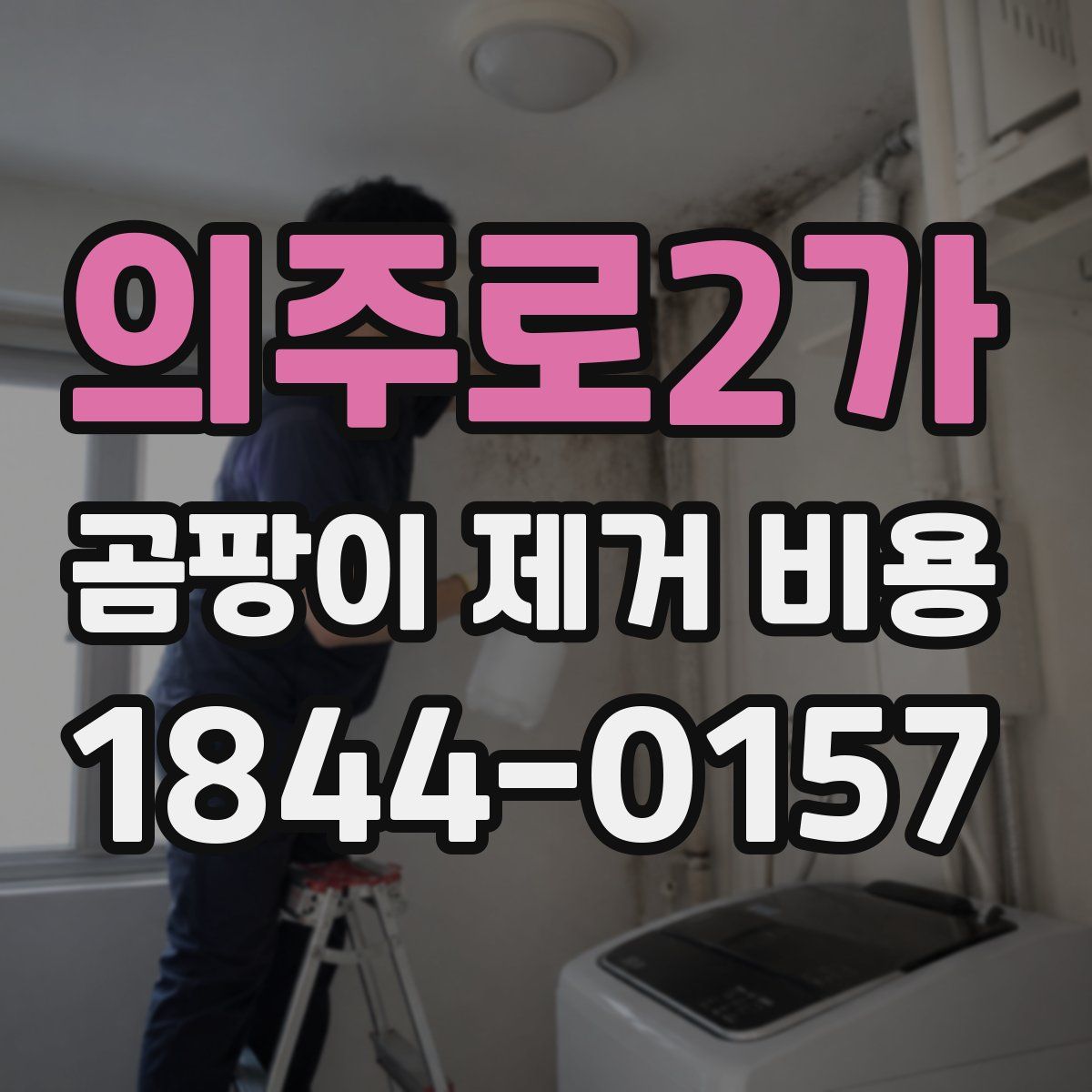 의주로2가 곰팡이 제거 비용