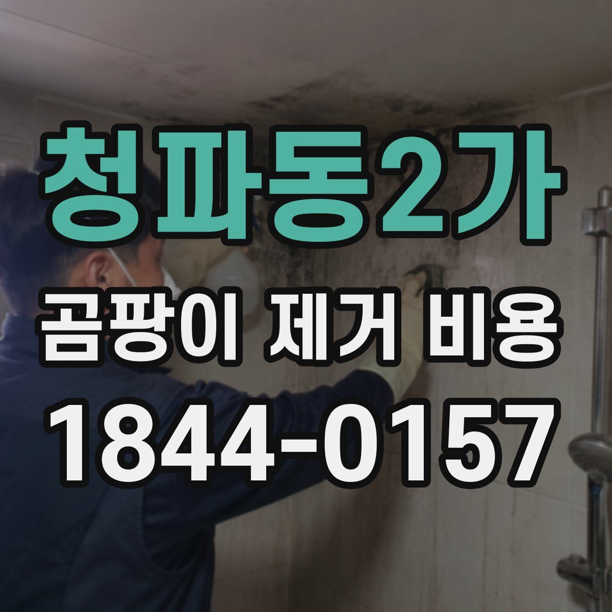 청파동2가 곰팡이 제거 비용