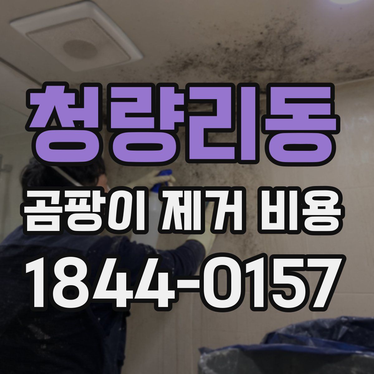 청량리동 곰팡이 제거 비용