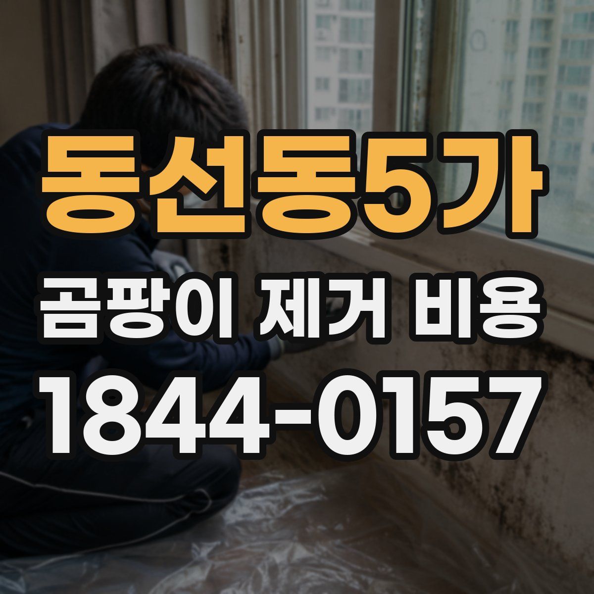 동선동5가 곰팡이 제거 비용