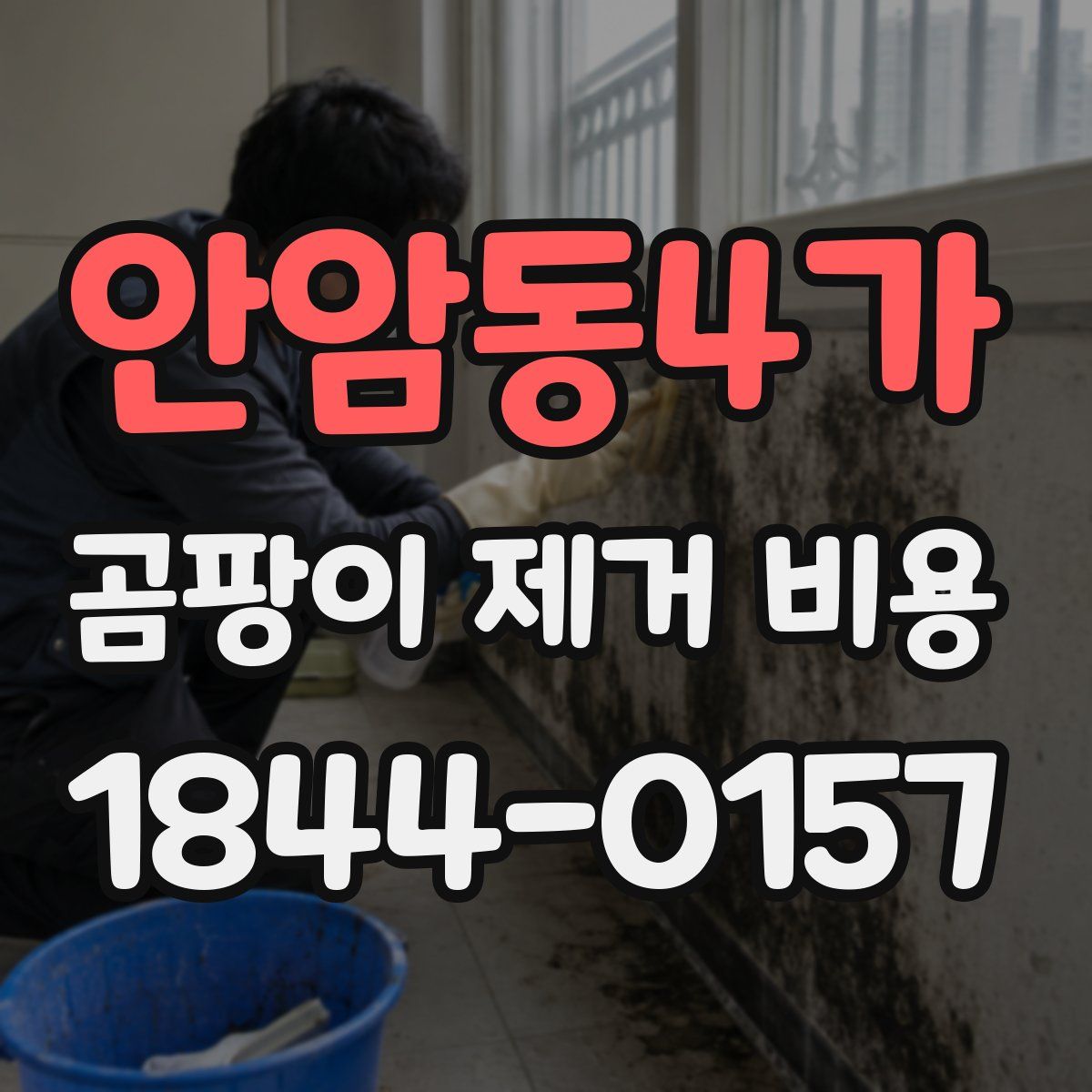 안암동4가 곰팡이 제거 비용