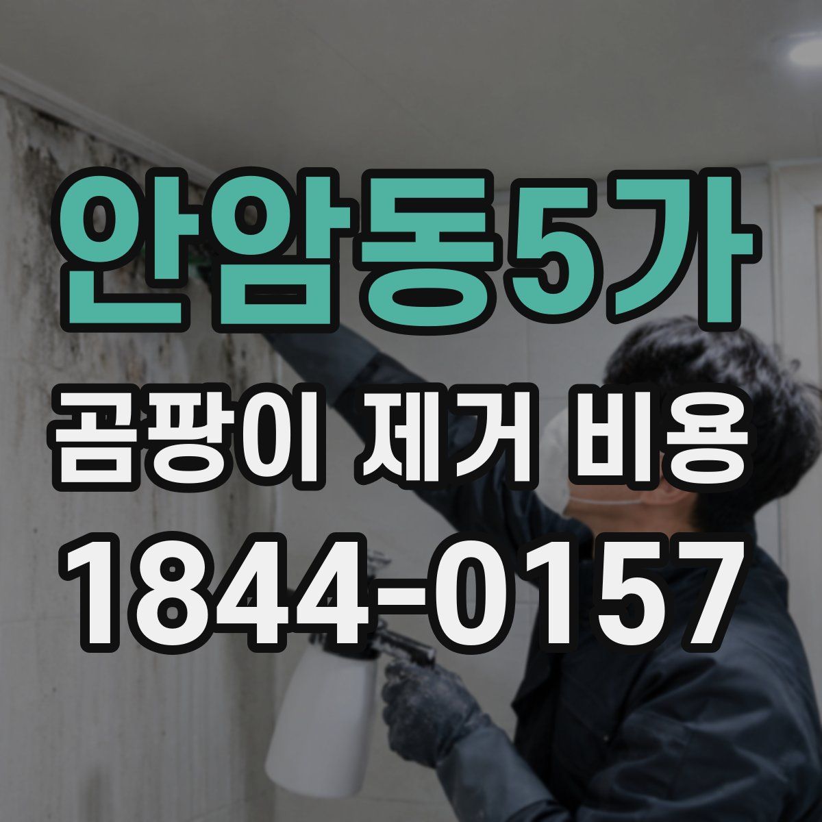 안암동5가 곰팡이 제거 비용