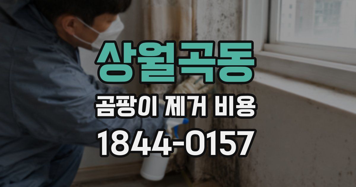 상월곡동 곰팡이 제거 비용