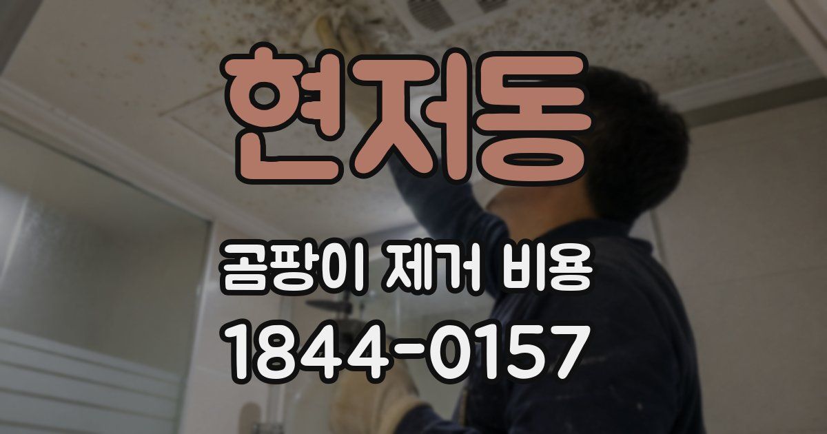 현저동 곰팡이 제거 비용