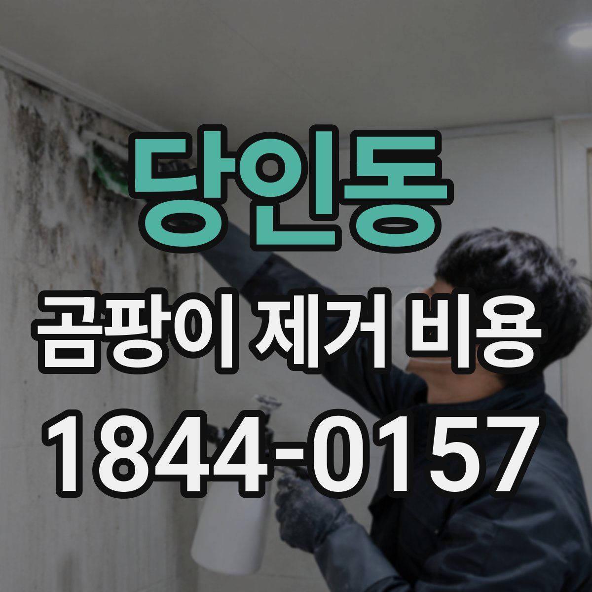 당인동 곰팡이 제거 비용