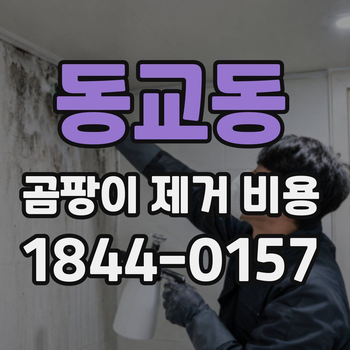 동교동 곰팡이 제거 비용