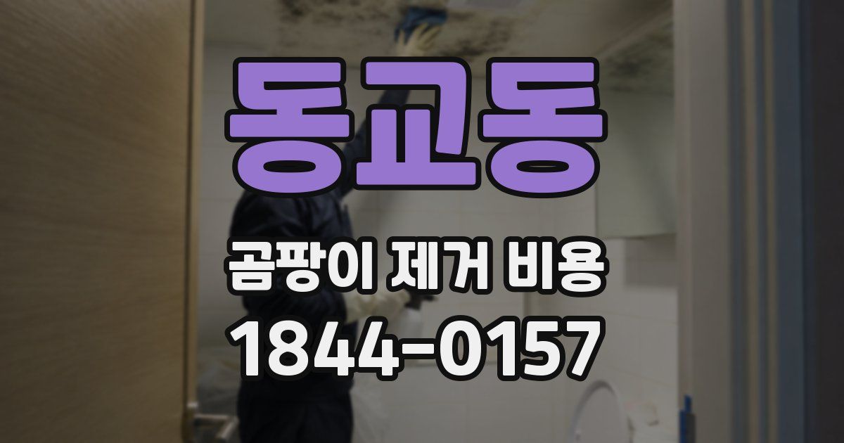 동교동 곰팡이 제거 비용