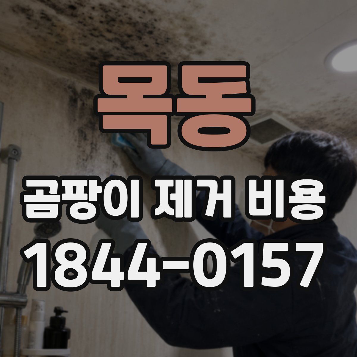 목동 곰팡이 제거 비용
