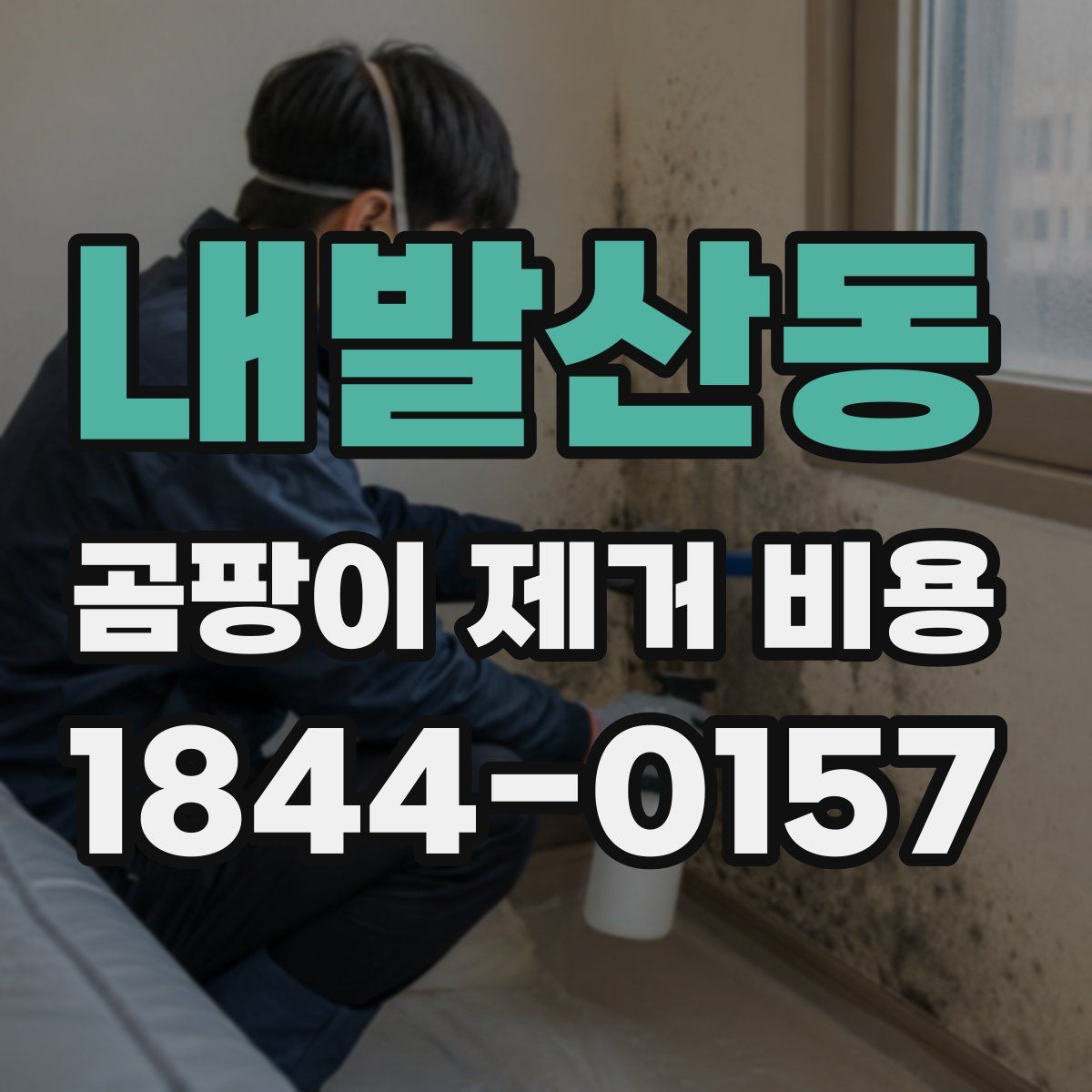 내발산동 곰팡이 제거 비용