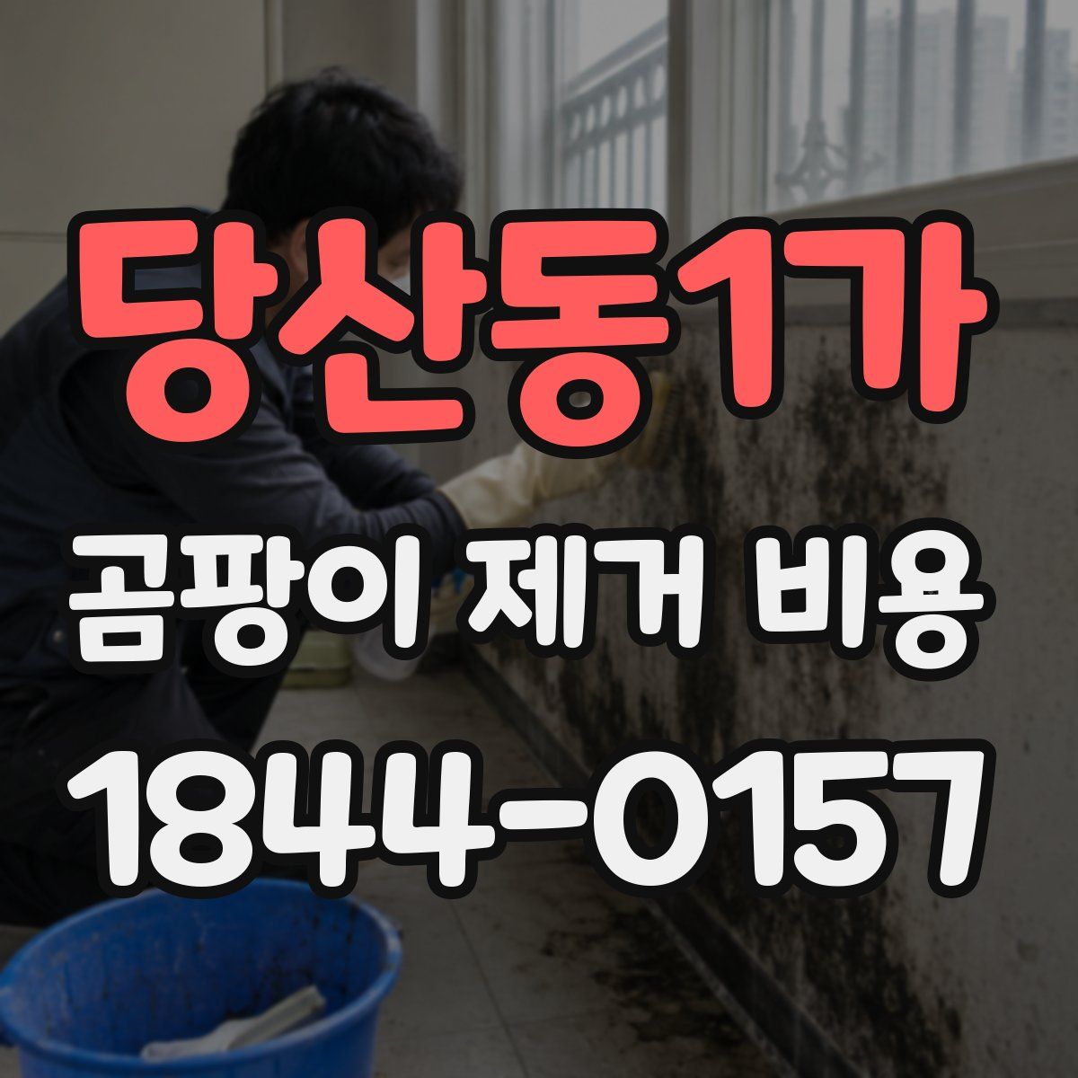 당산동1가 곰팡이 제거 비용
