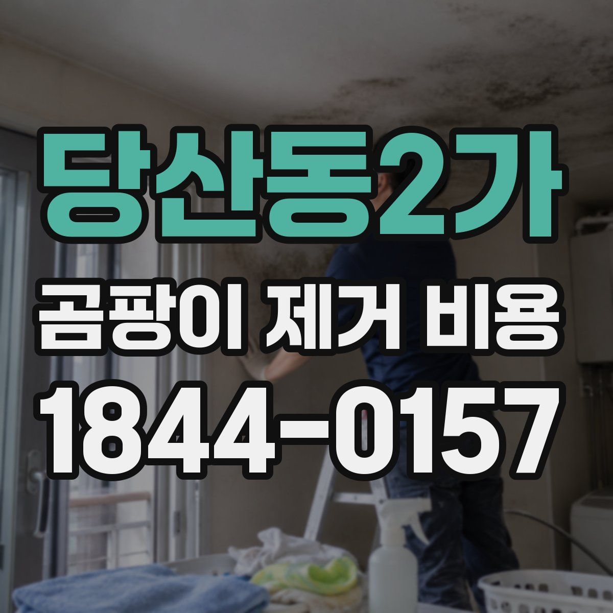 당산동2가 곰팡이 제거 비용