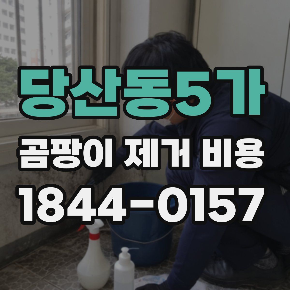 당산동5가 곰팡이 제거 비용