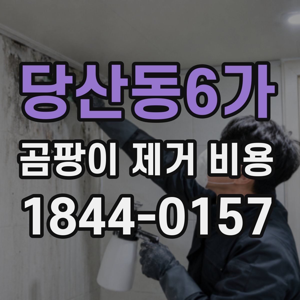 당산동6가 곰팡이 제거 비용