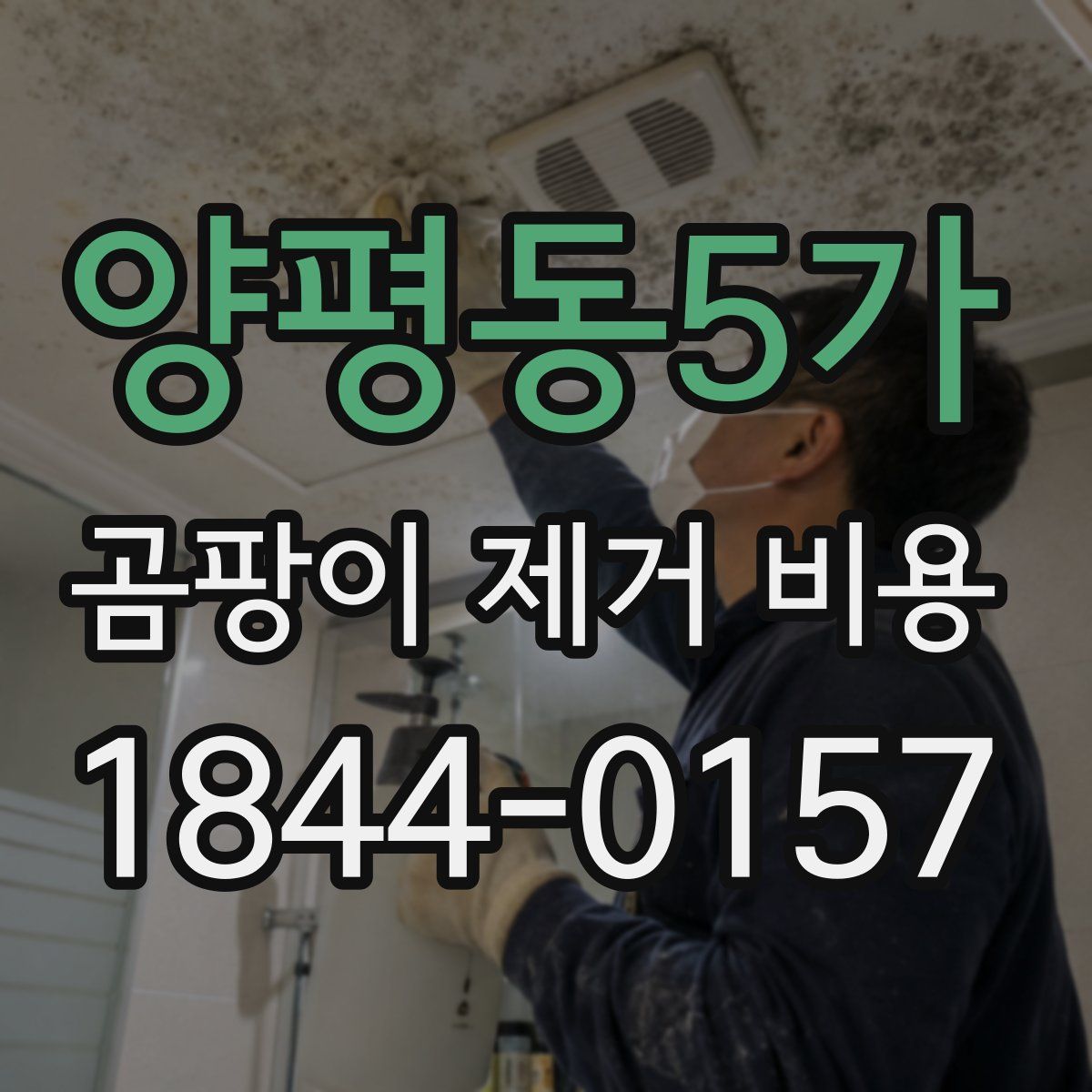 양평동5가 곰팡이 제거 비용