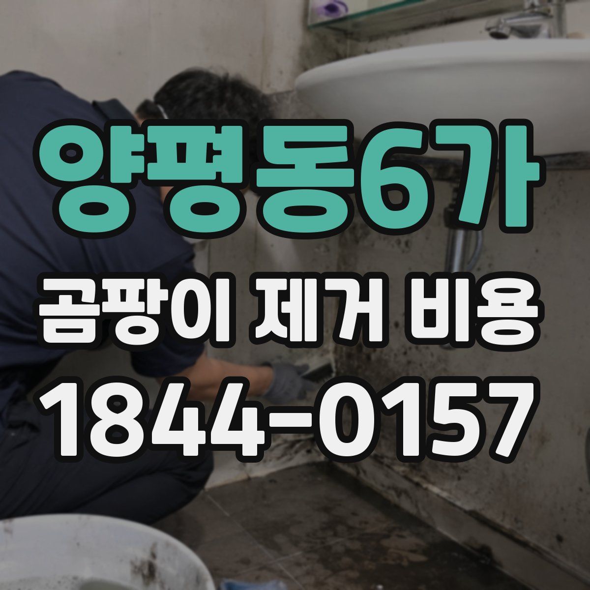양평동6가 곰팡이 제거 비용