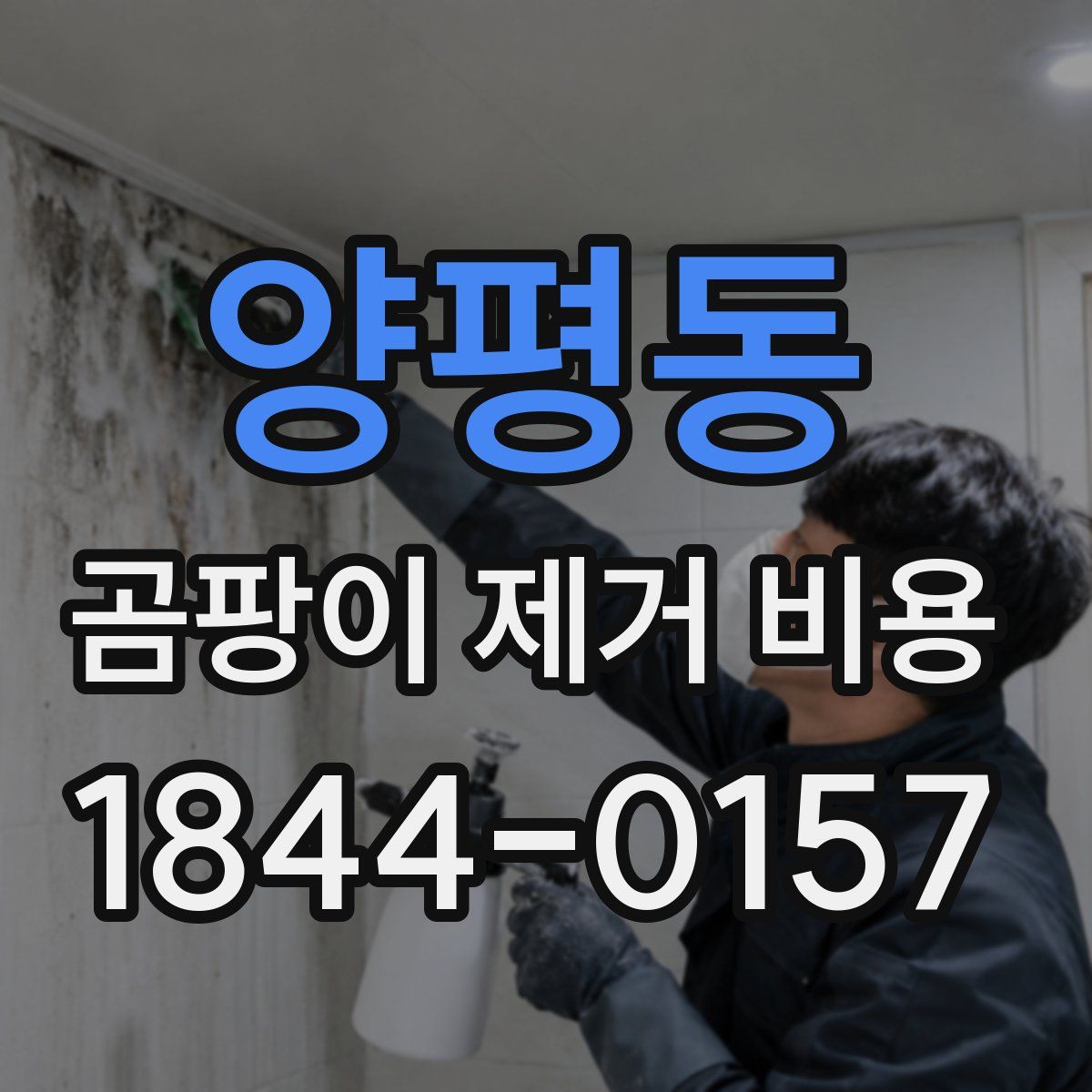 양평동 곰팡이 제거 비용