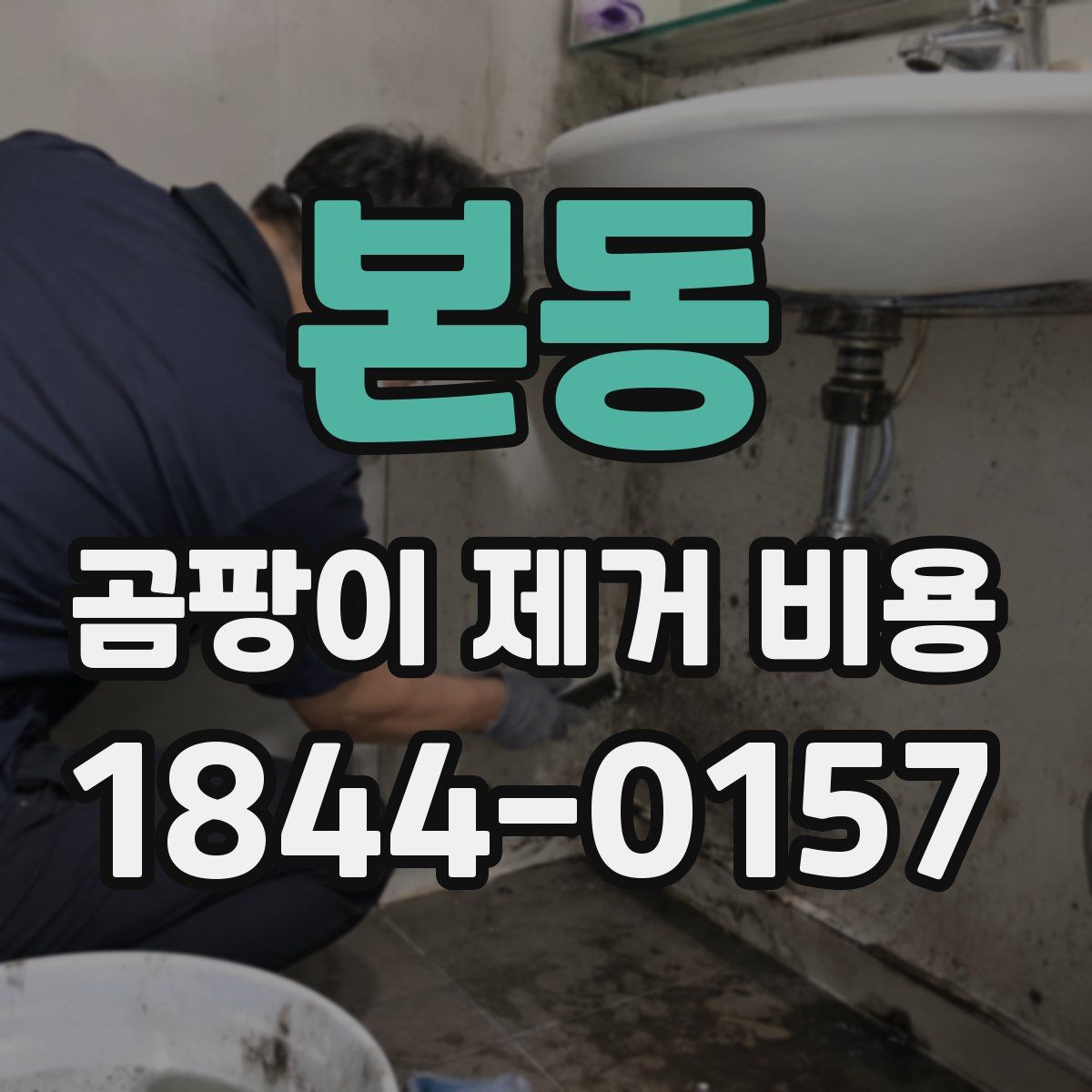 본동 곰팡이 제거 비용