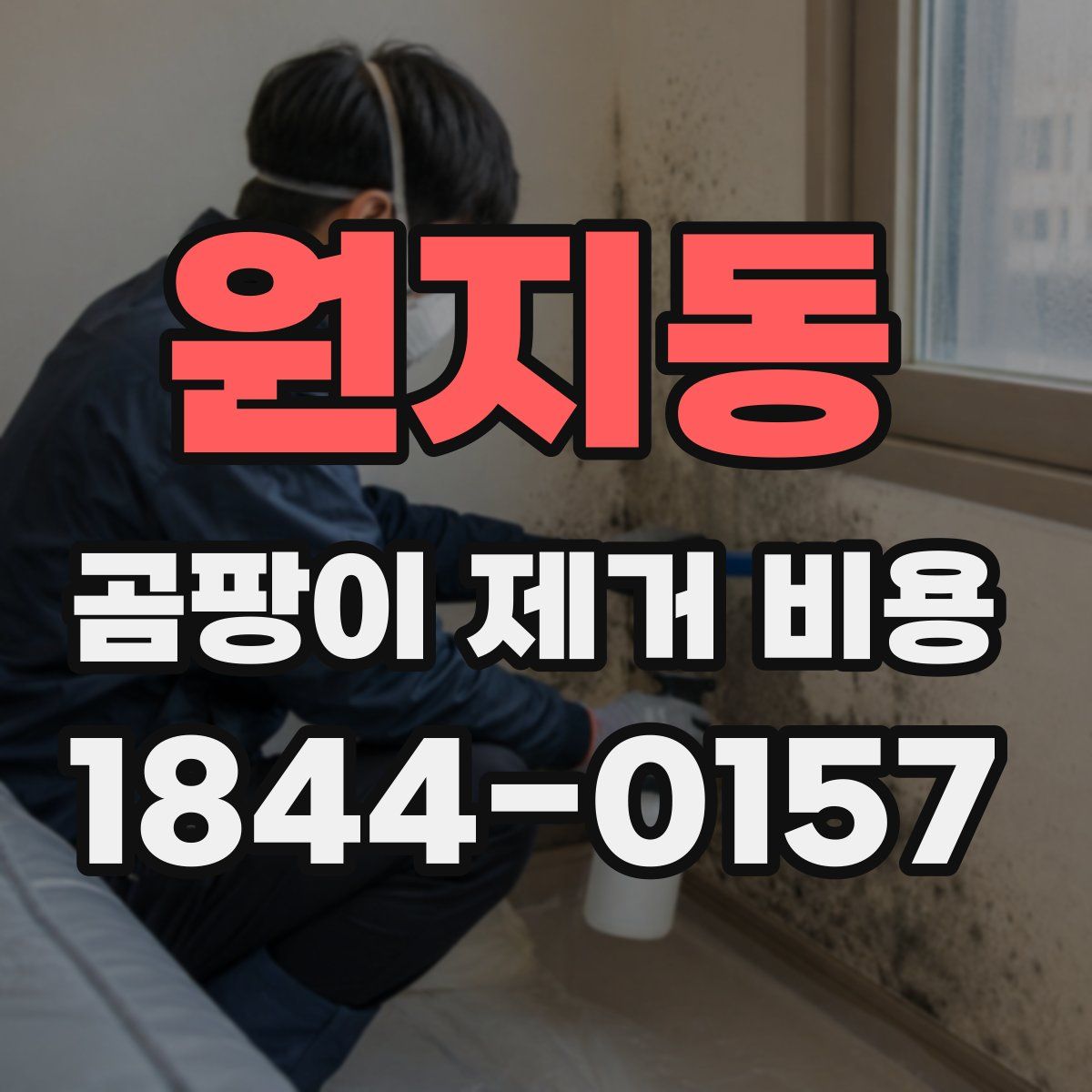 원지동 곰팡이 제거 비용