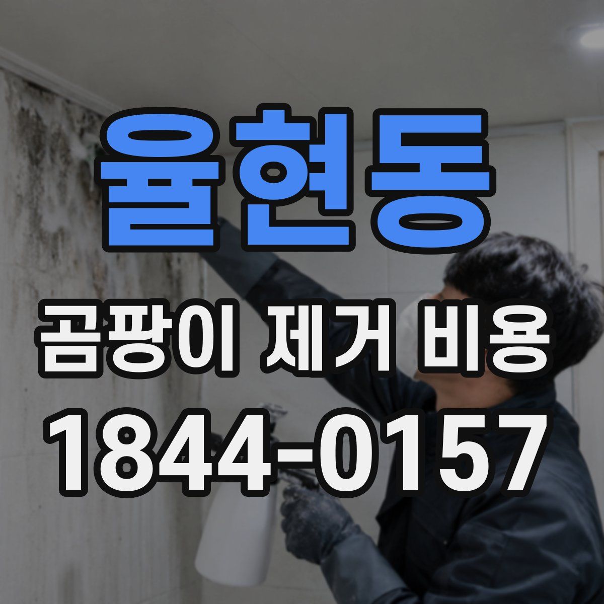 율현동 곰팡이 제거 비용