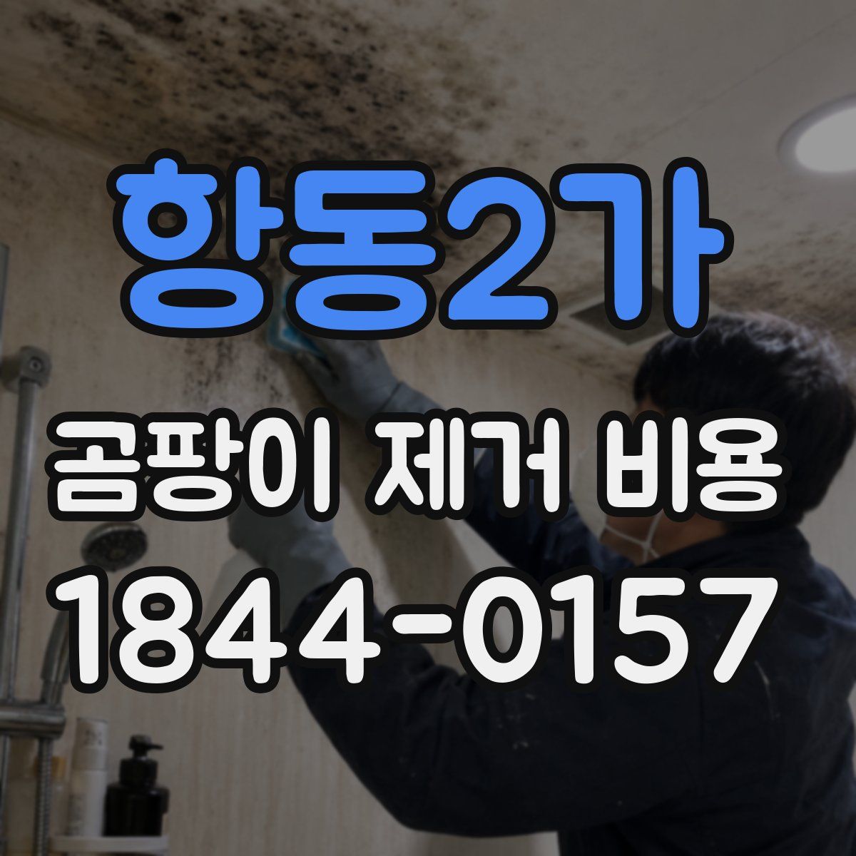 항동2가 곰팡이 제거 비용