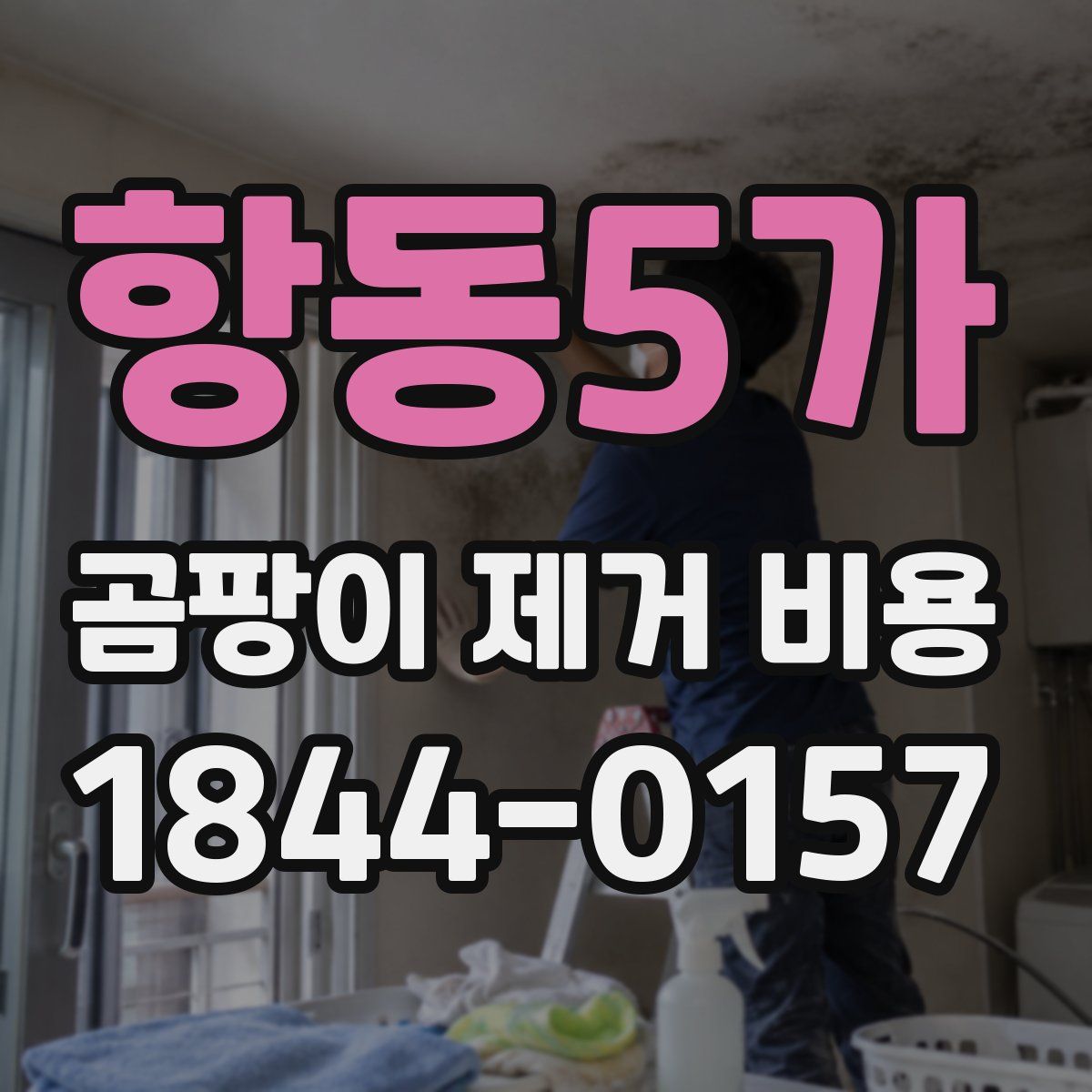 항동5가 곰팡이 제거 비용