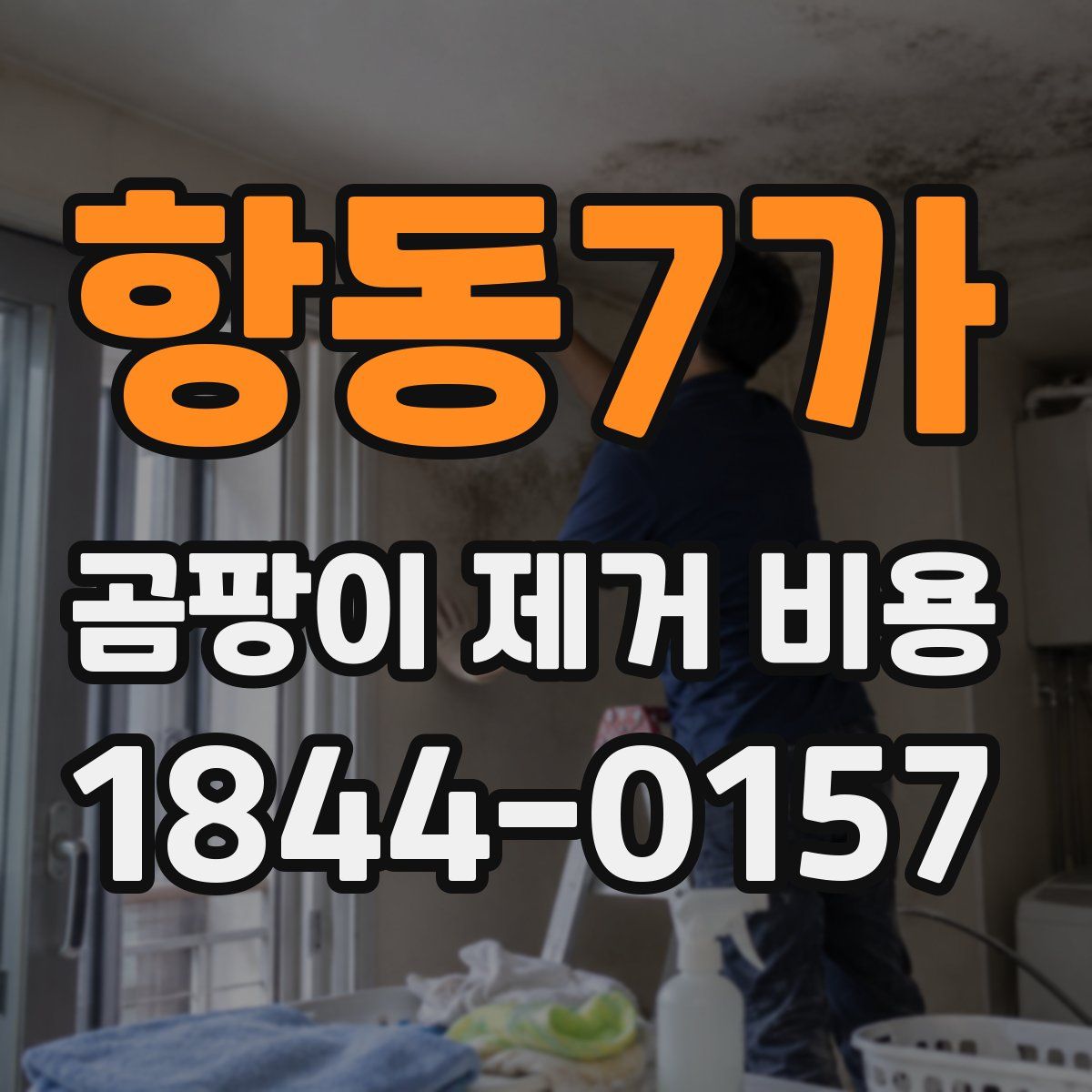 항동7가 곰팡이 제거 비용
