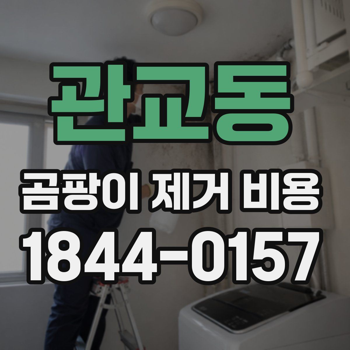 관교동 곰팡이 제거 비용