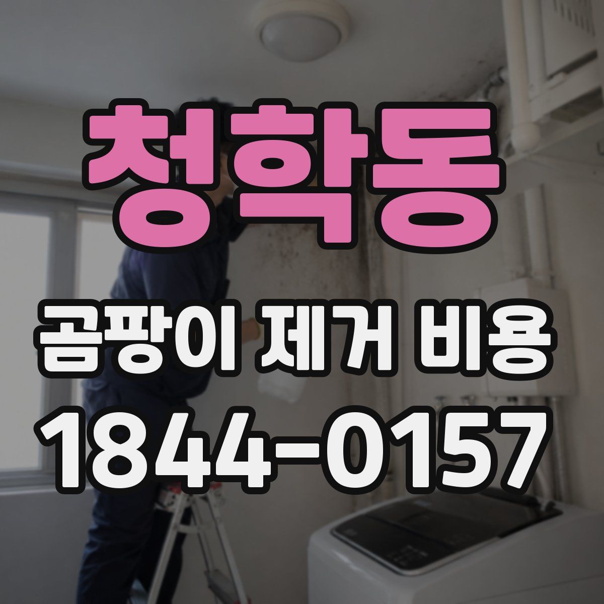 청학동 곰팡이 제거 비용