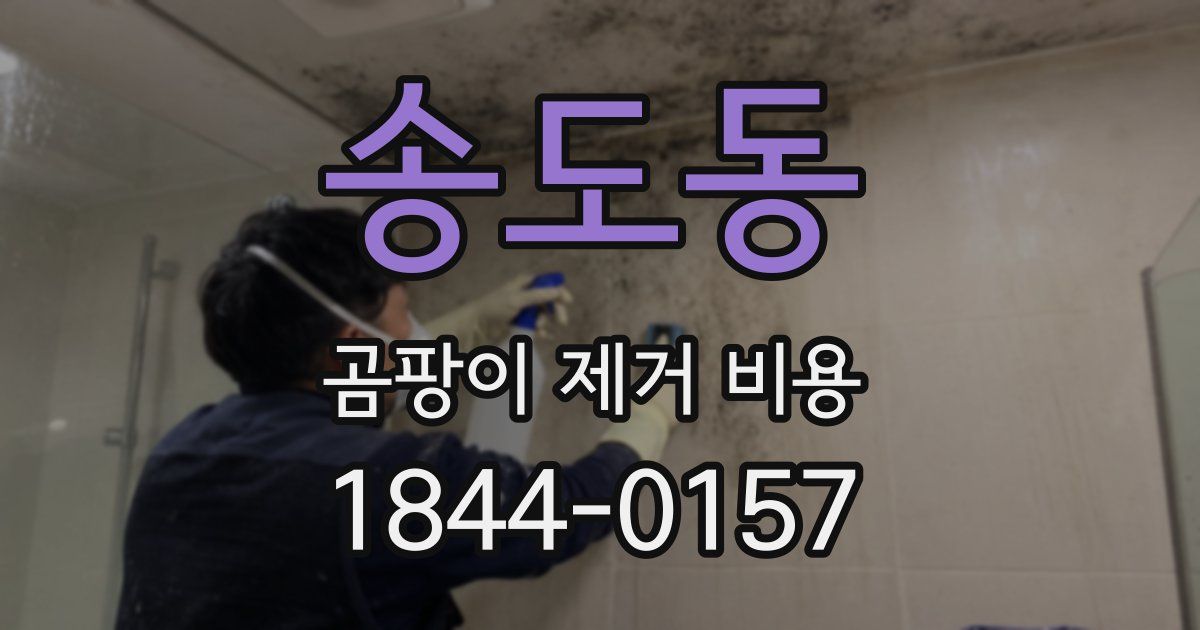 송도동 곰팡이 제거 비용