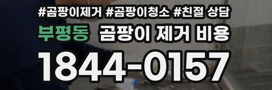 부평동 곰팡이 제거 비용